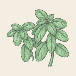 Basil